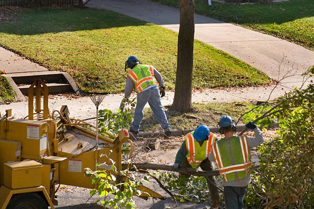 The Steps Involved in Our Tree Care Process in Wrightsboro, NC